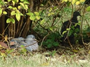 Houtduiven in de tuin