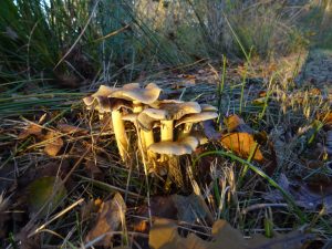 Paddestoelen in de zon