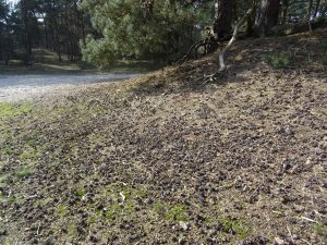 Veel denappels op de grond